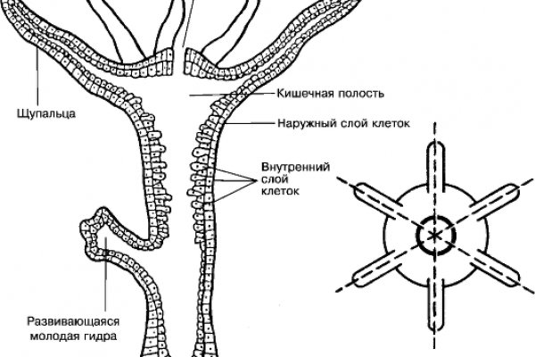 Ссылка на сайт кракен в тор браузере